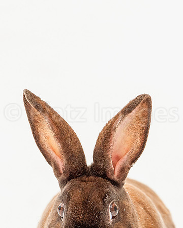 "I'm All Ears"