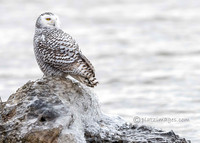 "Snowy Owl #1"Doug Fave