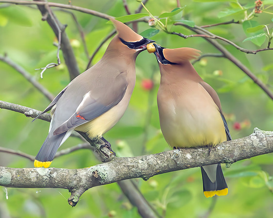 Cedar Waxwing