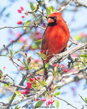 "Signs of Spring"