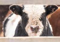 Lloyd Cows
