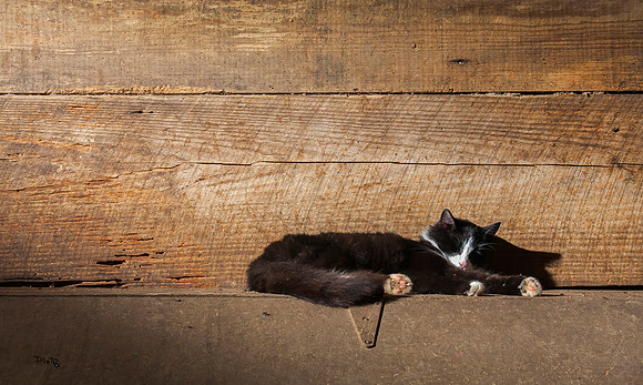 "Catnap"