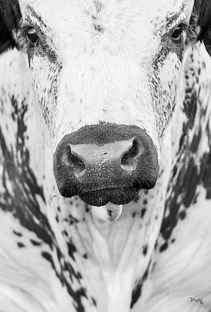 "Nosey"