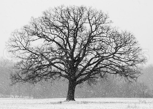 "Old Man Winter"