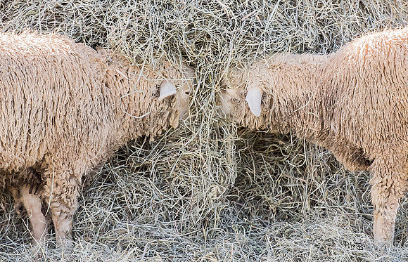 "A Sheepish Kiss"