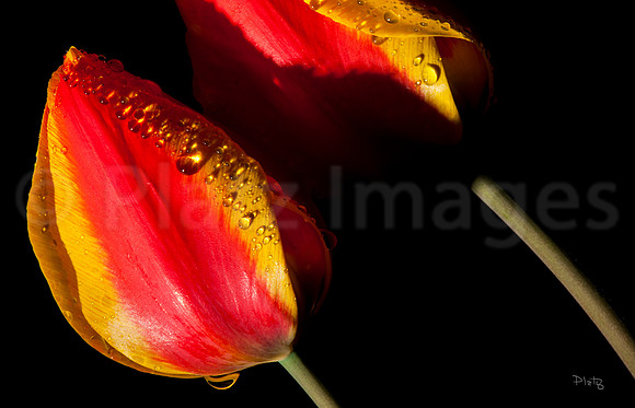 "April Showers"