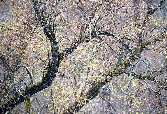 "Autumn Willows" Canvas