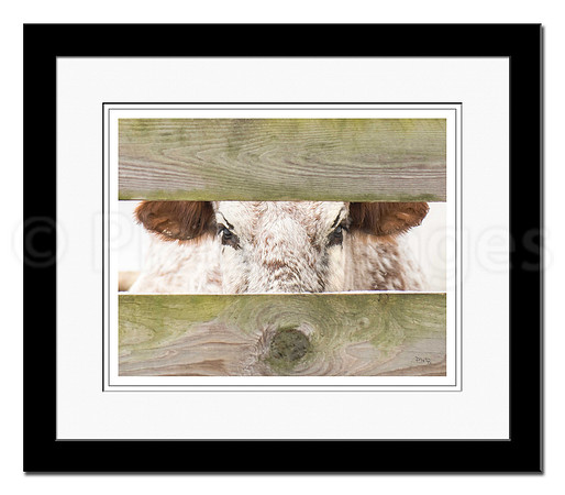 "Nosey Neighbor" - Sold
