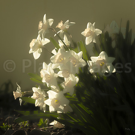 "Daffodils"