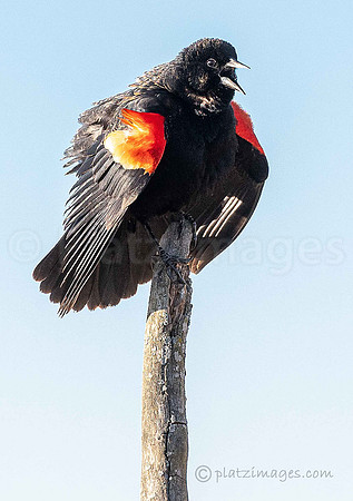 "Bird on a Stick"