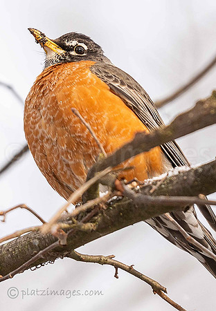"Bird Belly"
