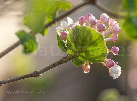 "Viburnum"