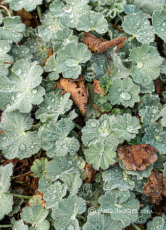 "Lady's Mantle"