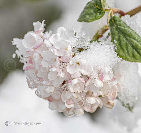 "Viburnum"
