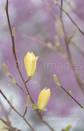 "Yellow Magnolia"