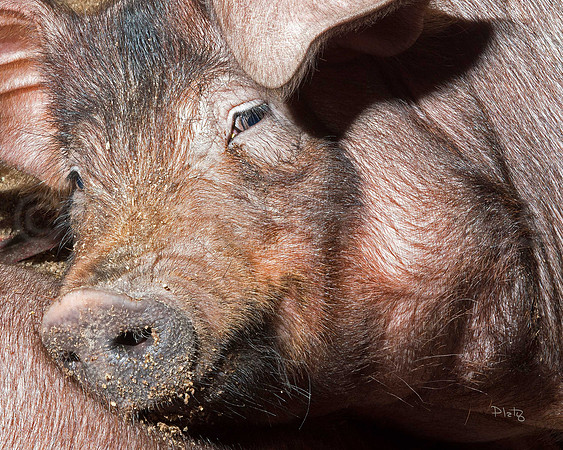 "Hog Tired"