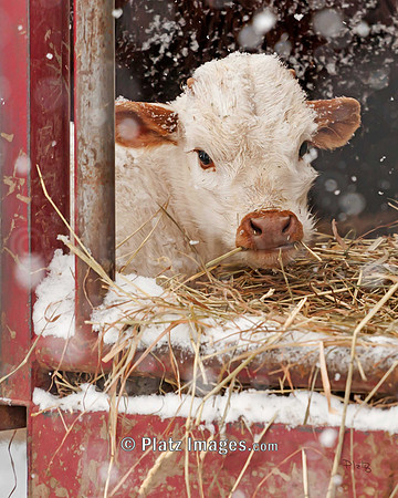 "Away in a Manger" - Holiday Special