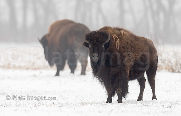 "Tatanka"