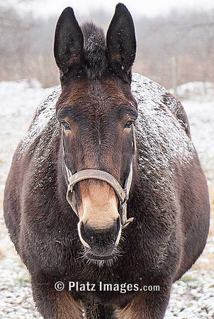 "Foaled Again"