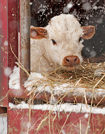 "Away in a Manger"