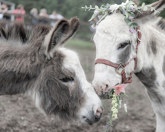 "My Wedding Day"