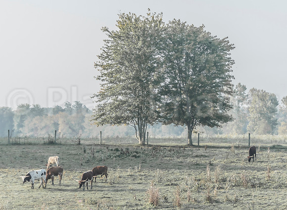 "May Farm"