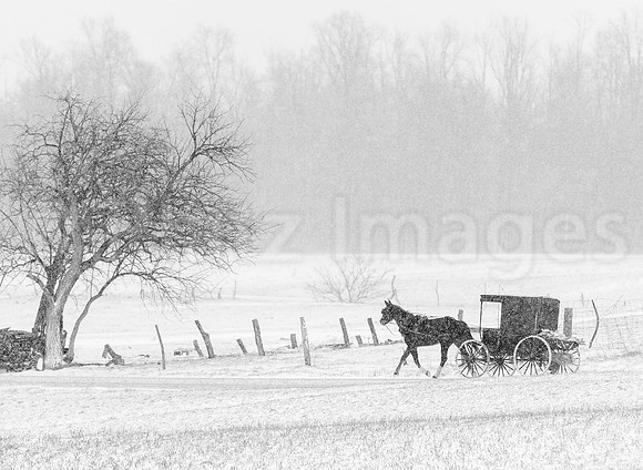 "Morning Commute"