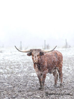 "Home on the Range"
