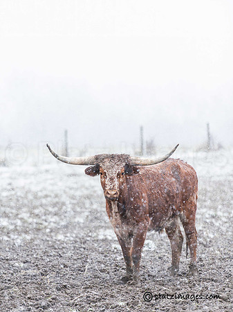 "Home on the Range"