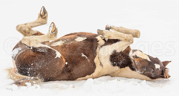 "Centerfold"