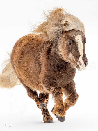 "Pony Express"