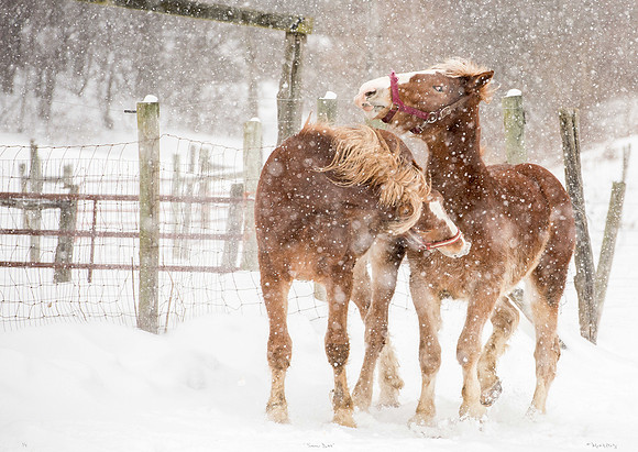 "Snow Day"