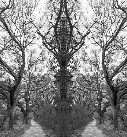 "Woodland Spirits"