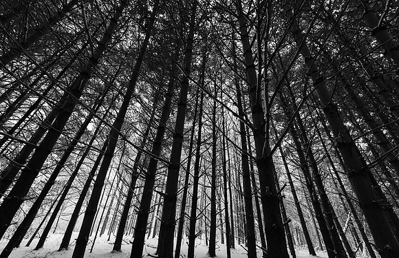 The Forest