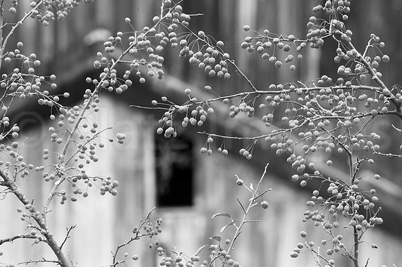 "Through the Looking Glass"