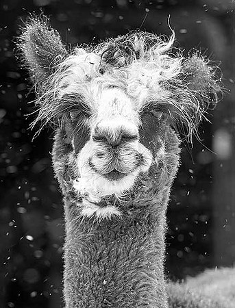 Before Coffee BW