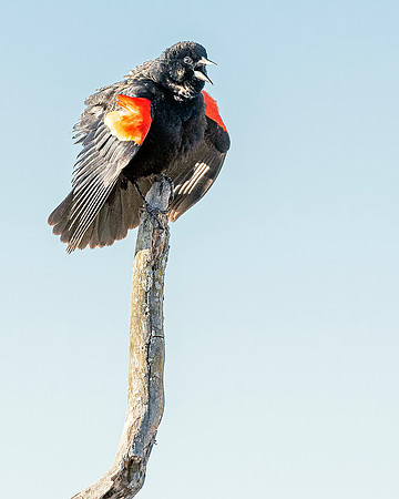 Red Winged Blackbird