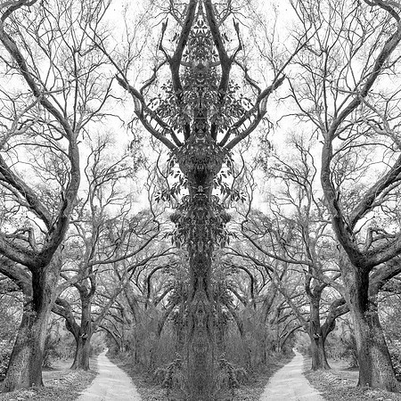 "Woodland Spirits"