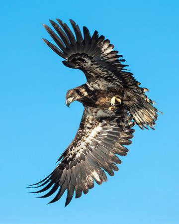Juvenile Bald Eagle
