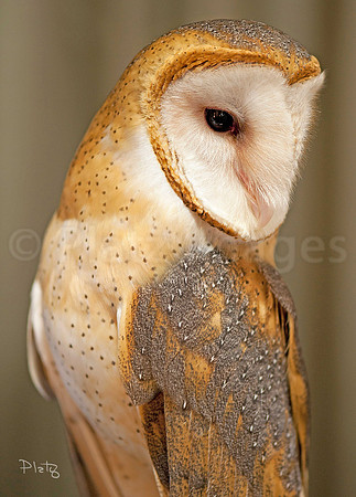 "Barn Owl"