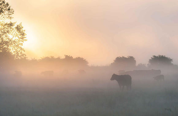 "Daybreak"