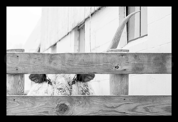 huge framed canvas I could give you a great price on!