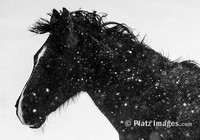 "Dark Horse"