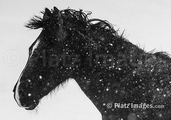 "Dark Horse"