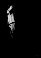 Horses