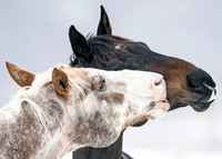 "Ebony & Ivory"