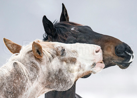 "Ebony & Ivory"