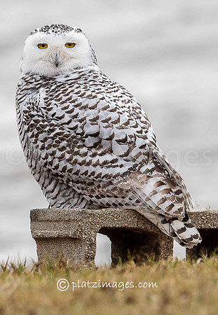 "Snowy Owl #4"