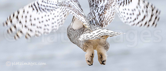 "Snowy Owl #6"