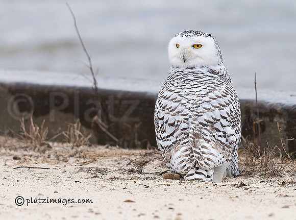 "Snowy Owl #3"
